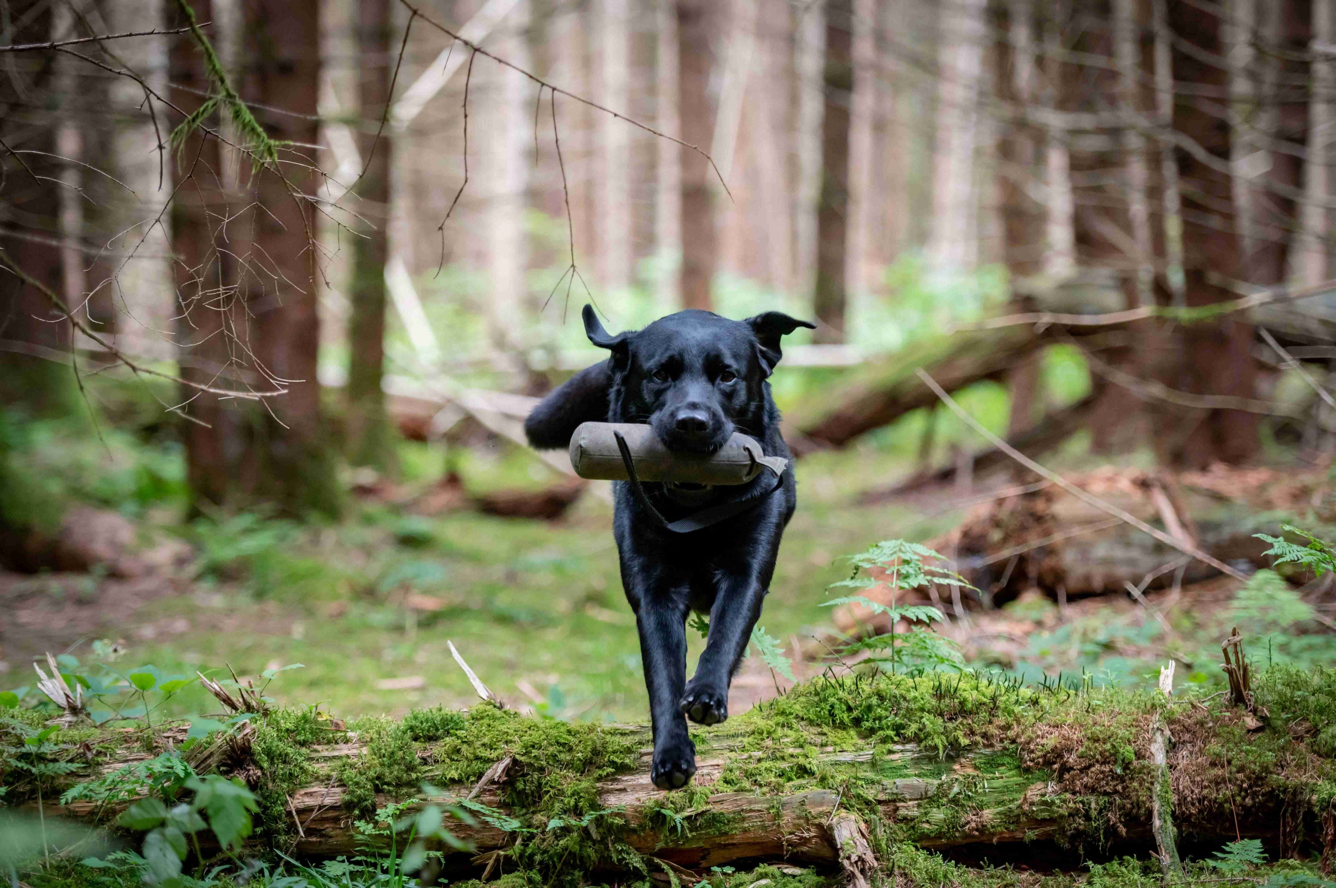 Dog fetch hot sale gun